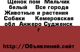 Щенок пом. Мальчик белый  - Все города Животные и растения » Собаки   . Кемеровская обл.,Анжеро-Судженск г.